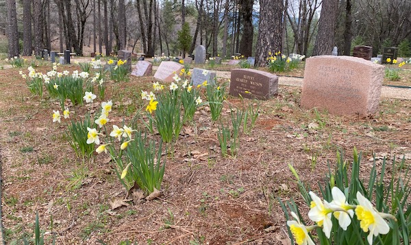 Cemetery with daffodils